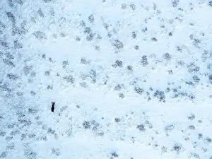 Alces Alces Prints: defaultA lone moose (Alces alces) moves through a snowy landscape, captured from above