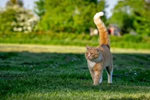Domestic Cat Prints: Defensive cat with hackles raised along back and tailed puffed