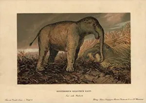 Relative Prints: Deinotherium giganteum