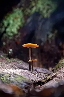 Blue Ridge Mountains Prints: Two delicate gilled mushrooms - DuPont State Recreational Forest - Cedar Mountain