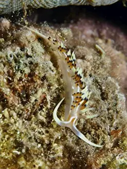 Anthozoa Prints: Delicate, long-limbed sea snail with colourful dots