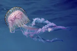 Costa Brava Prints: Delicate luminous jellyfish (Pelagia noctiluca) with dotted umbrella moving in the water