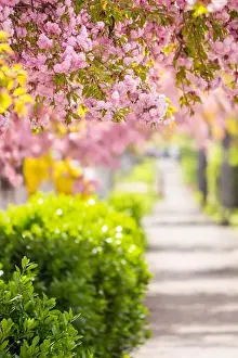 delicate pink flowers blossomed Japanese cherry trees on street blur background