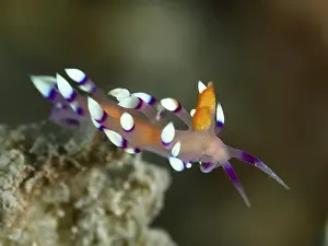 Water Snails Prints: Delicate, purple-orange nudibranch with white dots