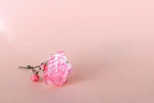 Translucent Prints: Delicate rose with dew drops on a light background. The concept of minimalism