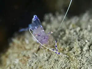 Underwater Worlds Prints: A delicate, translucent shrimp