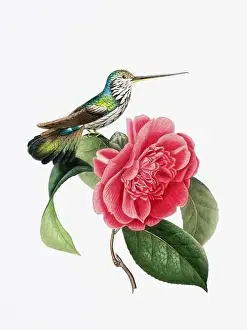 Hummingbird Illustration Prints: A delightful illustration featuring a hummingbird on a camellia flower