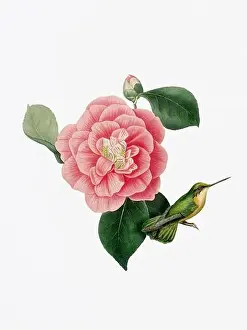 Hummingbird Illustration Prints: A delightful illustration featuring a hummingbird on a camellia flower