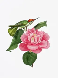Hummingbird Illustration Prints: A delightful illustration featuring a hummingbird on a camellia flower