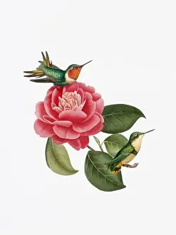 Hummingbird Illustration Prints: A delightful illustration featuring two hummingbirds on a camellia flower
