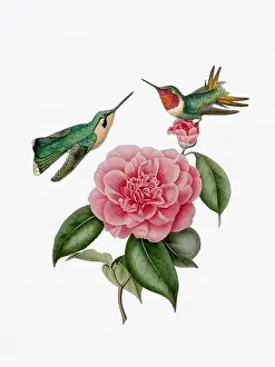 Hummingbird Illustration Prints: A delightful illustration featuring two hummingbirds on a camellia flower