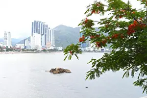 Nha Trang Prints: Delonix tree against sea in Hon Chong garden in Nha Trang Vietnam
