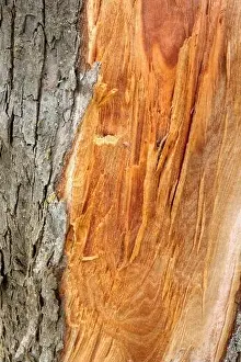 Natural Area Prints: Demolition point of a tree trunk, Kastel-Staadt, Rhineland-Palatinate, Germany