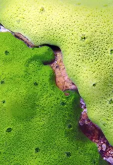 Siberia Prints: Demosponge (Lubomirskia baicalensis), Lake Baikal, Siberia, Russian Federation, Eurasia