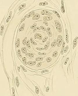 Denkschriften der Medicinisch-Naturwissenschaftlichen Gesellschaft zu Jena. H.Eggeling, Mil JEN. DENKSCHRIFTEN, Bd.VII. Semort, Bd.WTaf.XlI. 1. Stad