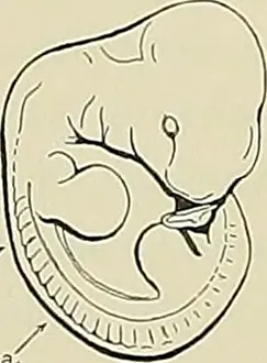 Bookyear1879 Prints: Denkschriften der Medicinisch-Naturwissenschaftlichen Gesellschaft zu Jena