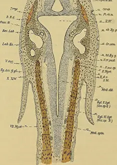 Bookyear1879 Prints: Denkschriften der Medicinisch-Naturwissenschaftlichen Gesellschaft zu Jena