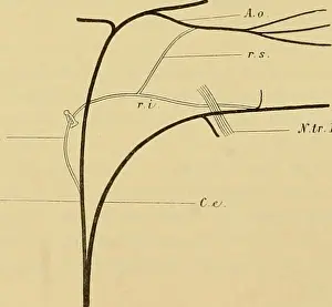 Vascular Prints: Denkschriften - Österreichische Akademie der Wissenschaften