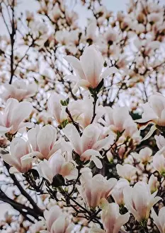 A dense botanical background featuring beautiful blooming white magnolia (magnolia spp) flowers