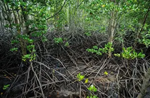 Mangrove Prints: Dense mangrove roots in coastal wetland