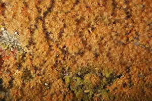 Orange Coloured Prints: Dense orange-coloured tissue of Yellow cluster anemone (Parazoanthus axinellae) covering an underwater surface