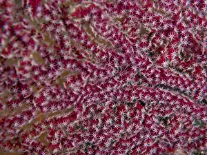 Fan Corals Prints: Dense red coral with star-shaped details and intense pattern