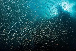 Raja Ampat Prints: Dense school of fish, Raja Ampat, West Papua, Indonesia
