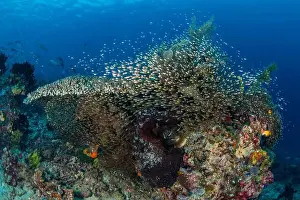 Group Of Fish Prints: Dense school of silvery glass fish dashing out of a hard coral bommie