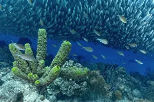 Density Prints: A dense school of Trachurus murphyi fish swarms over vivid coral reefs in Bonaire