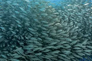Density Prints: A dense school of Trachurus murphyi fish swarms over vivid coral reefs in Bonaire
