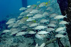 Congregation Prints: A dense shoal of Lutjanus griseu
