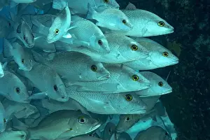 Congregation Prints: A dense shoal of Lutjanus griseu