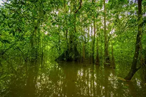 Amazonian Prints: Dense Vegetation On Cuyabeno River In Cuyabeno Wildlife Reserve, South America