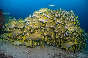 Conformity Prints: Densely packed school of ribbon sweetlips (Plectorhinchus polytaenia)