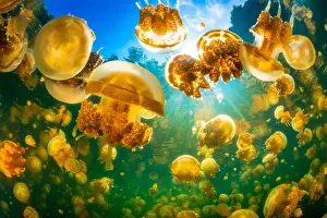 Full Length Prints: Density of the Papuan jellyfish (Mastigias papua) from Lake Lenmakana