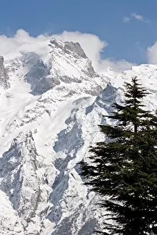 Wintery Prints: Deodar cedars with Kinner Kailash, Himalayan peak in the background, Kalpa, India