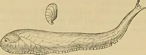 Cavity Prints: A description of the Mollusca group from Cuvier's Animal Kingdom