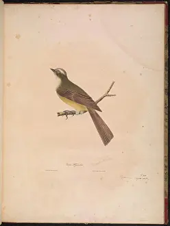 Ornithological Prints: A description of sixteen new species of North American birds (Plate 1) (6829601703)