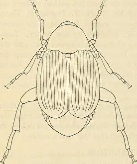 Bookyear1915 Prints: Descriptions of some weevils reared from cotton in Peru