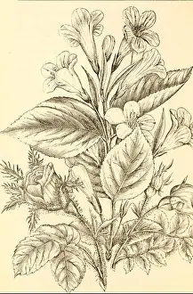 Washington Street Prints: Descriptive catalogue of the Washington Street Nurseries