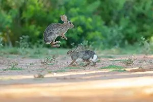 Joe And Mary Ann Mcdonald Prints: Desert cottontail, South Texas