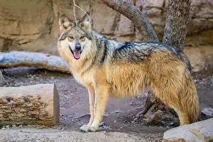 Tucson Arizona Prints: A Desert Coyote in Tucson, Arizona