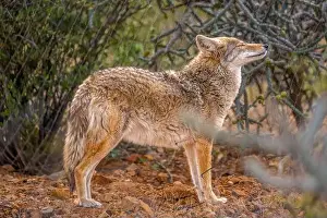 Stems Prints: A Desert Coyote in Tucson, Arizona