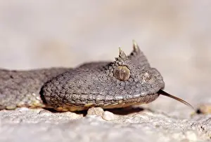 Viper Prints: Desert horned viper (Cerastes cerastes)