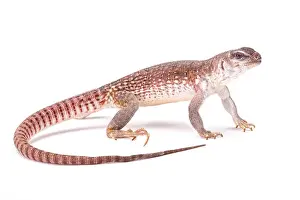 Desert iguana (Dipsosaurus dorsalis)