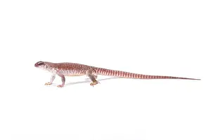 Sonoran Prints: Desert iguana (Dipsosaurus dorsalis)
