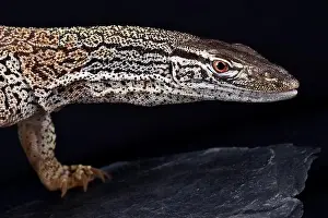 Central Australia Prints: Desert sand monitor (Varanus gouldii flavirufus)