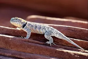 Nature Conservation Prints: Desert Spiny Lizard (Sceloporus magister) in Sand Hollow State Park near St
