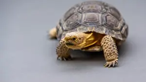 Sonora Desert Museum Prints: A Desert Tortoise in Tucson, Arizona