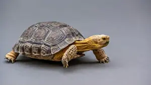 Sonora Desert Museum Prints: A Desert Tortoise in Tucson, Arizona